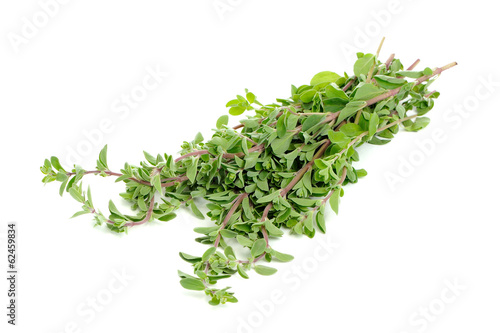 Bunch of Marjoram Herb Isolated on White Background