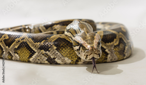 Pythoninae photo