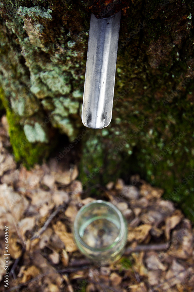 Fototapeta premium Birch sap dripping tray