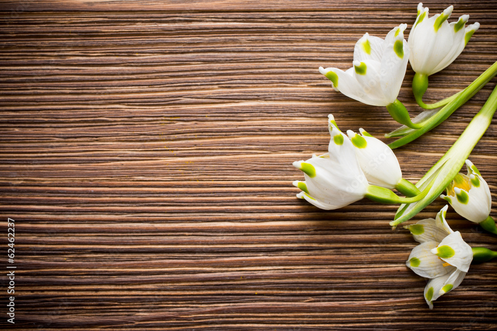 Snowdrop. Snowdrop.