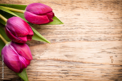 Fototapeta Naklejka Na Ścianę i Meble -  Tulip.