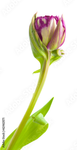 variegated tulip flower