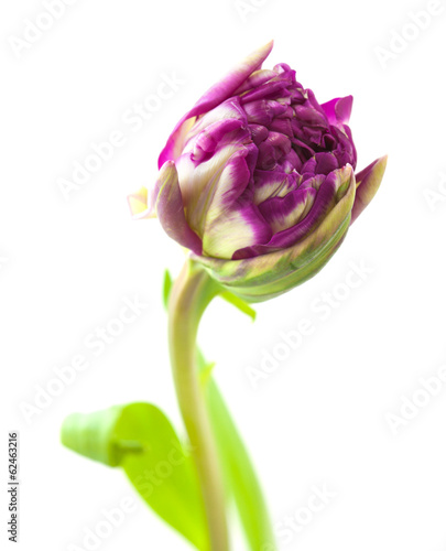 Fototapeta Naklejka Na Ścianę i Meble -  variegated tulip flower