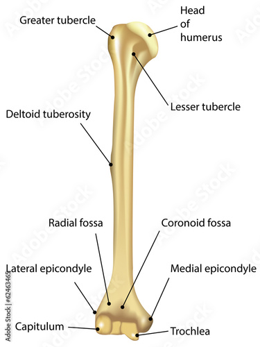 Humerus Labeled Diagram photo