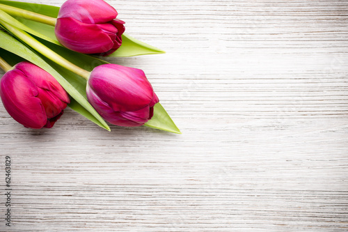 Fototapeta Naklejka Na Ścianę i Meble -  Tulip.