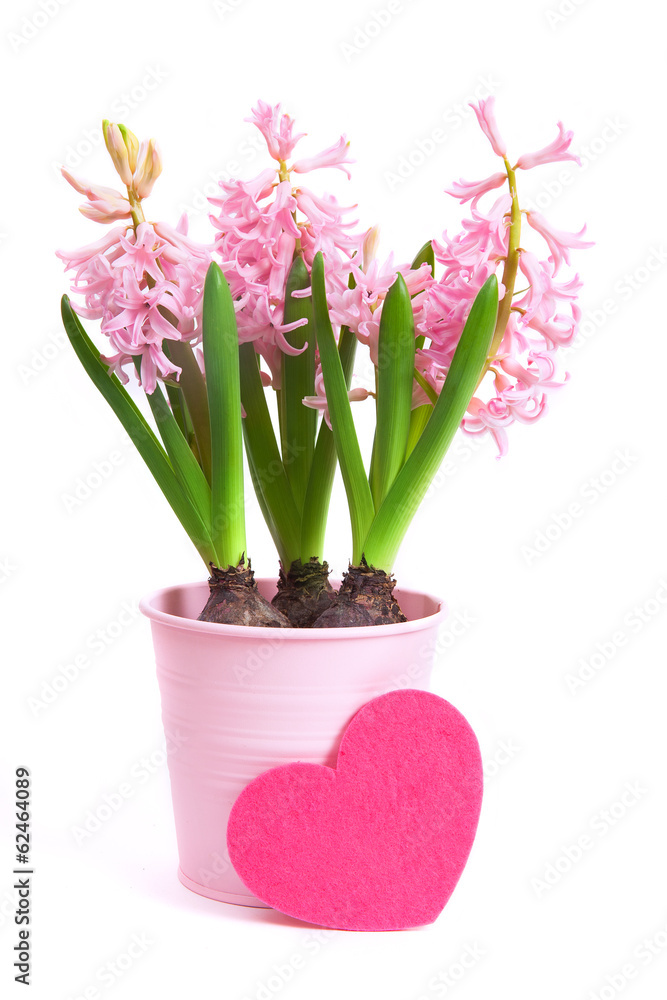 Pink Hyacinthus with felt heart