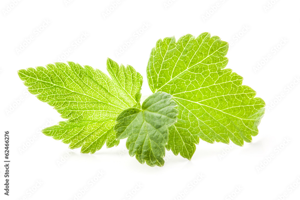 Black currant leaves isolated on white background Black currant leaves isolated on white background