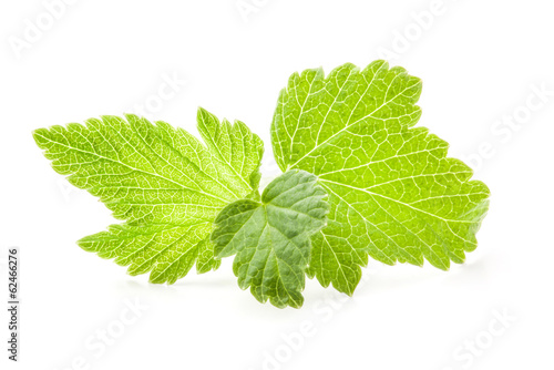 Black currant leaves isolated on white background 