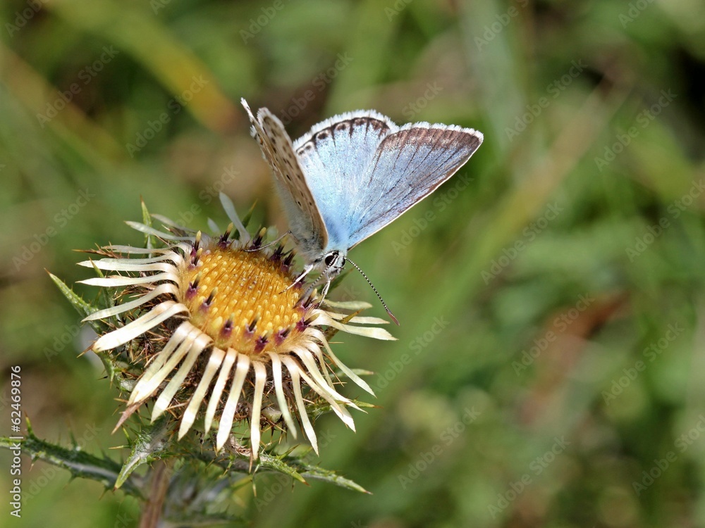 Fototapeta premium Silbergrüner Bläuling (Polyommatus coridon) auf Golddistel 
