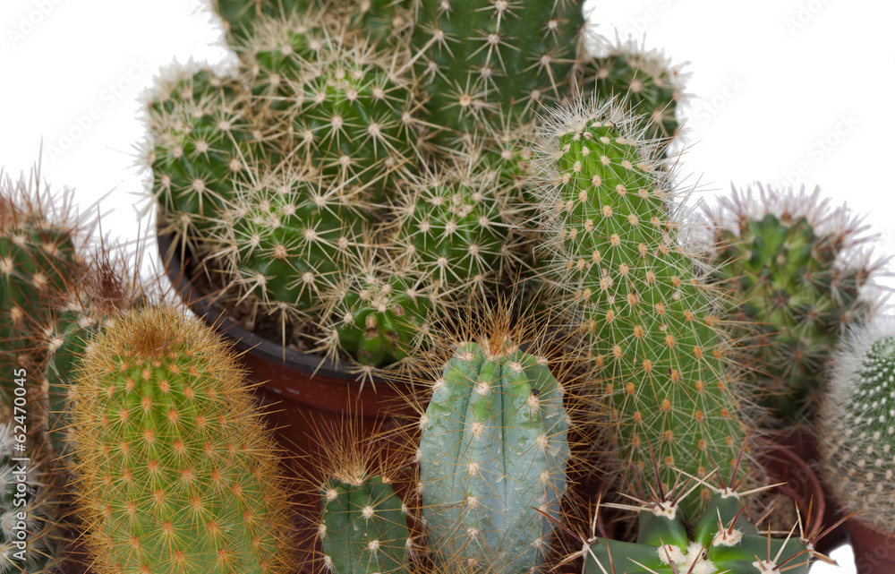 Many specimen of cactus, Many specimen of cactus,
