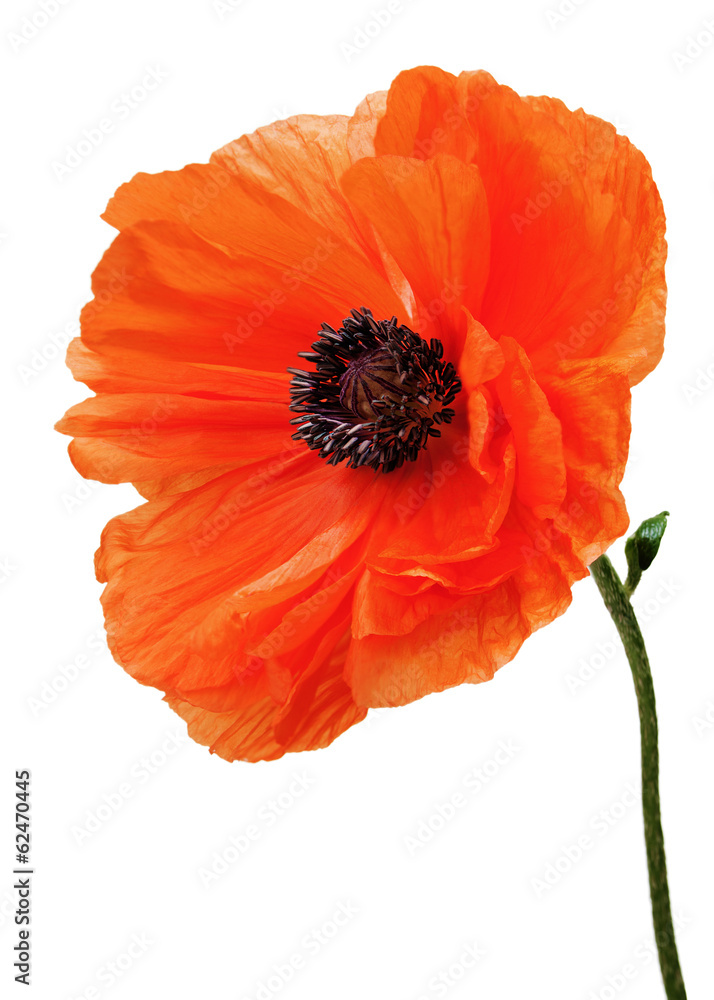 Naklejka premium Pojedynczy mak na białym tle.
