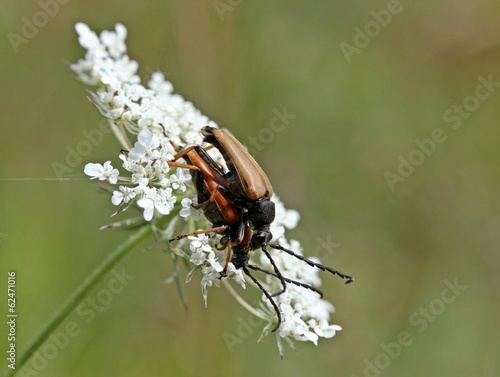 Slika na platnu Rothalsbock (Stictoleptura rubra) bei der Paarung