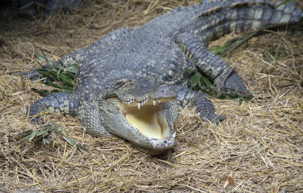 Obraz premium Siamese crocodile with an open mouth