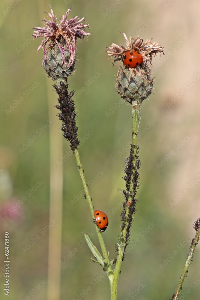 Marienkäfer fressen Blattläuse an Skabiosen-Flockenblume Marienkäfer fressen Blattläuse an Skabiosen-Flockenblume