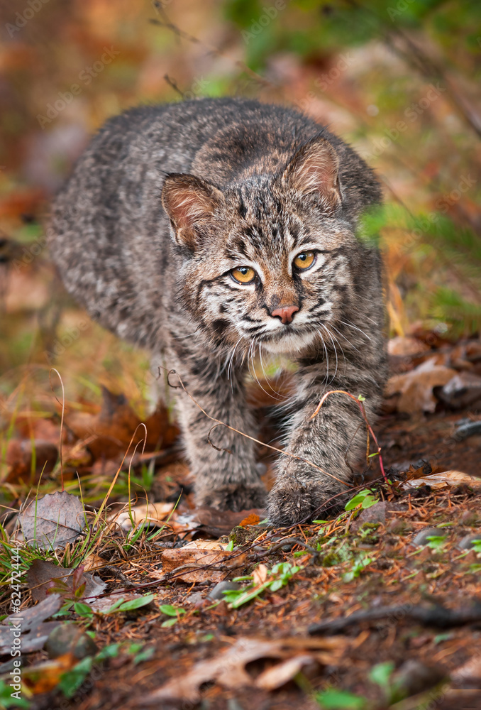 Bobcat Kitten (Lynx rufus) Stalk
