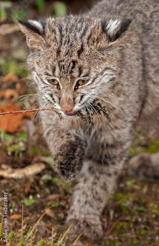 Bobcat Kitten (Lynx rufus) Bites on Grassy Weed