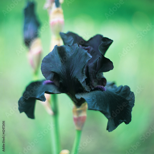 Iris barbatus flower
