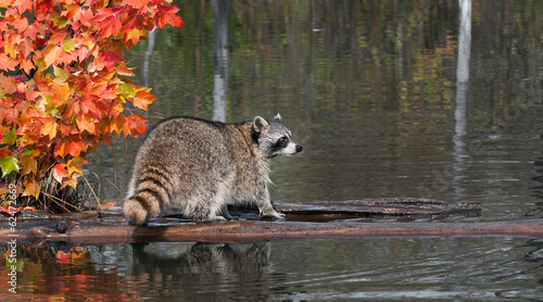 Raccoon (Procyon lotor) Stands on Log Looking Right