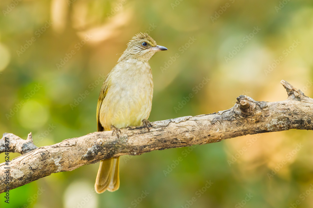 Streak-eared Bulbul (Pycnonotus blanfordi) in nature Streak-eared Bulbul (Pycnonotus blanfordi) in nature