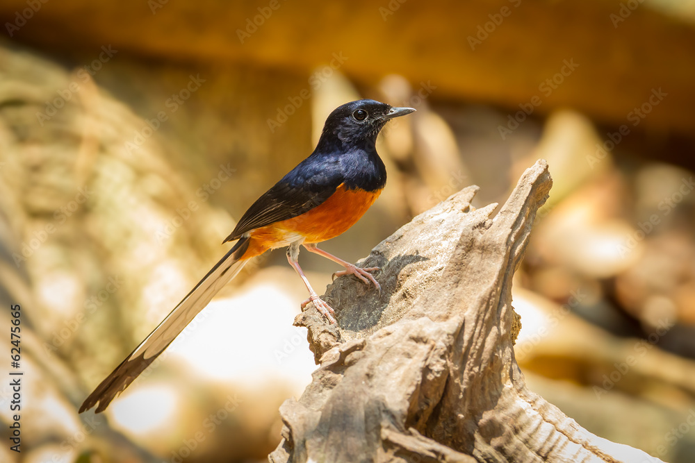 Fototapeta premium Male White-rumped shama on the wood in nature