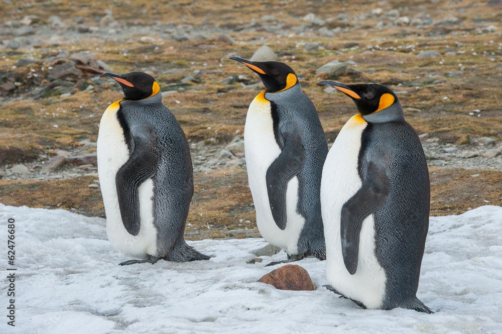 Fototapeta premium King penguin in South Georgia, Antarctica