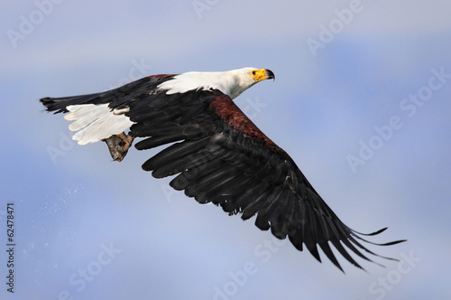 African fish eagle with fish  Naivasha Lake  Kenya