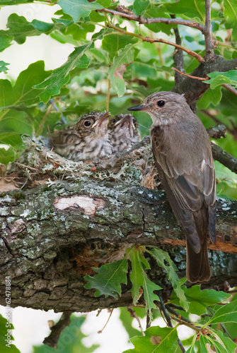 A spotted flycatcher (Muscicapa striata) at nest with two chicks