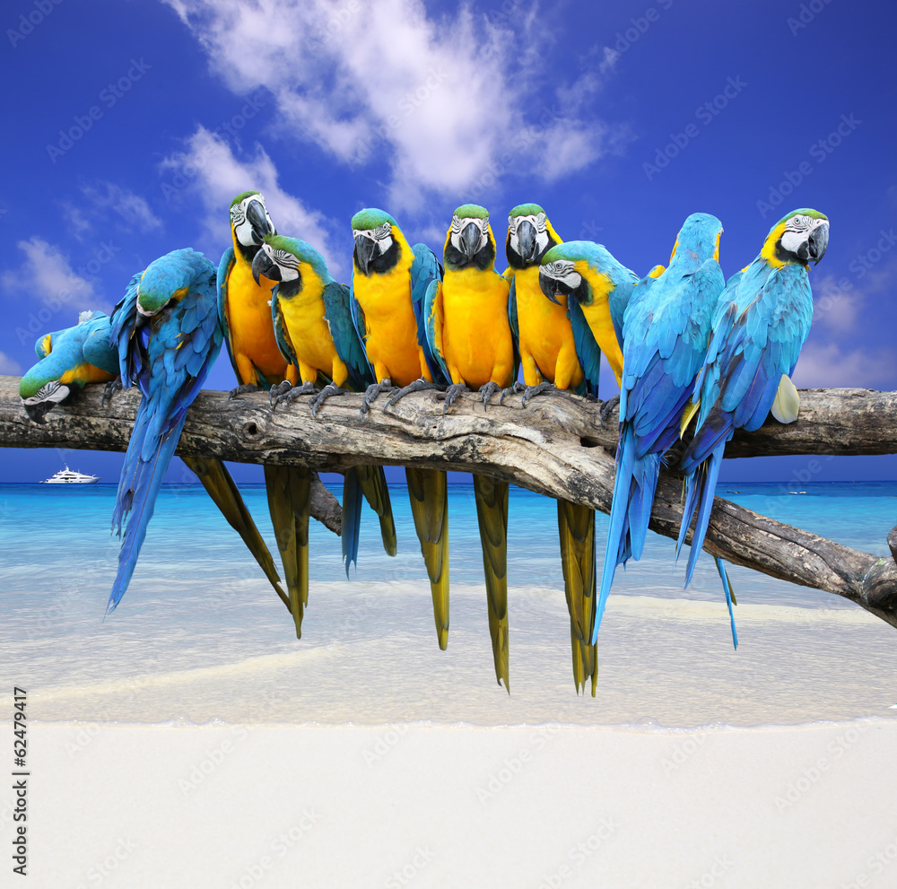 Naklejka premium Blue and Yellow Macaw on the white sand beach white blue sky