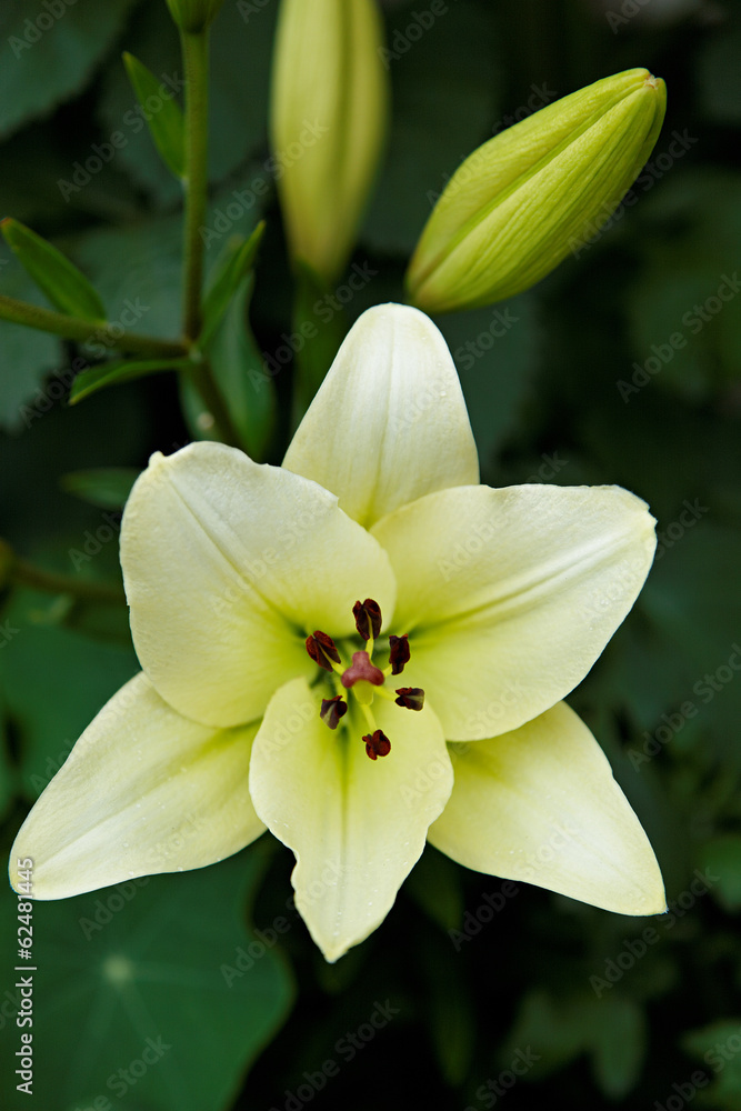 Obraz premium Flower white lily on a green background.