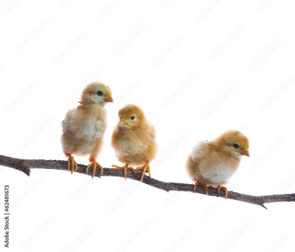 three of new born chick on dry tree branch  isolated white backg