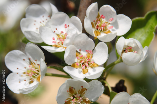 Fototapeta Naklejka Na Ścianę i Meble -  spring flowers
