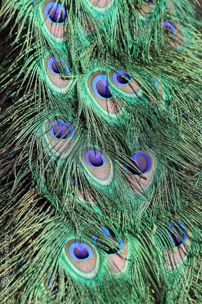 Fototapeta premium TIERE_1915_blauer_Pfau
