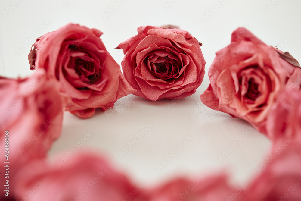 roses roses