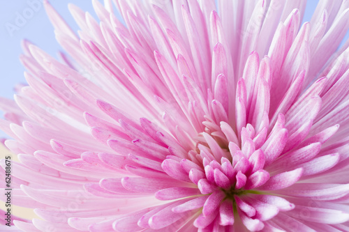 Fototapeta Naklejka Na Ścianę i Meble -  Close up image of chrysanthemum flower