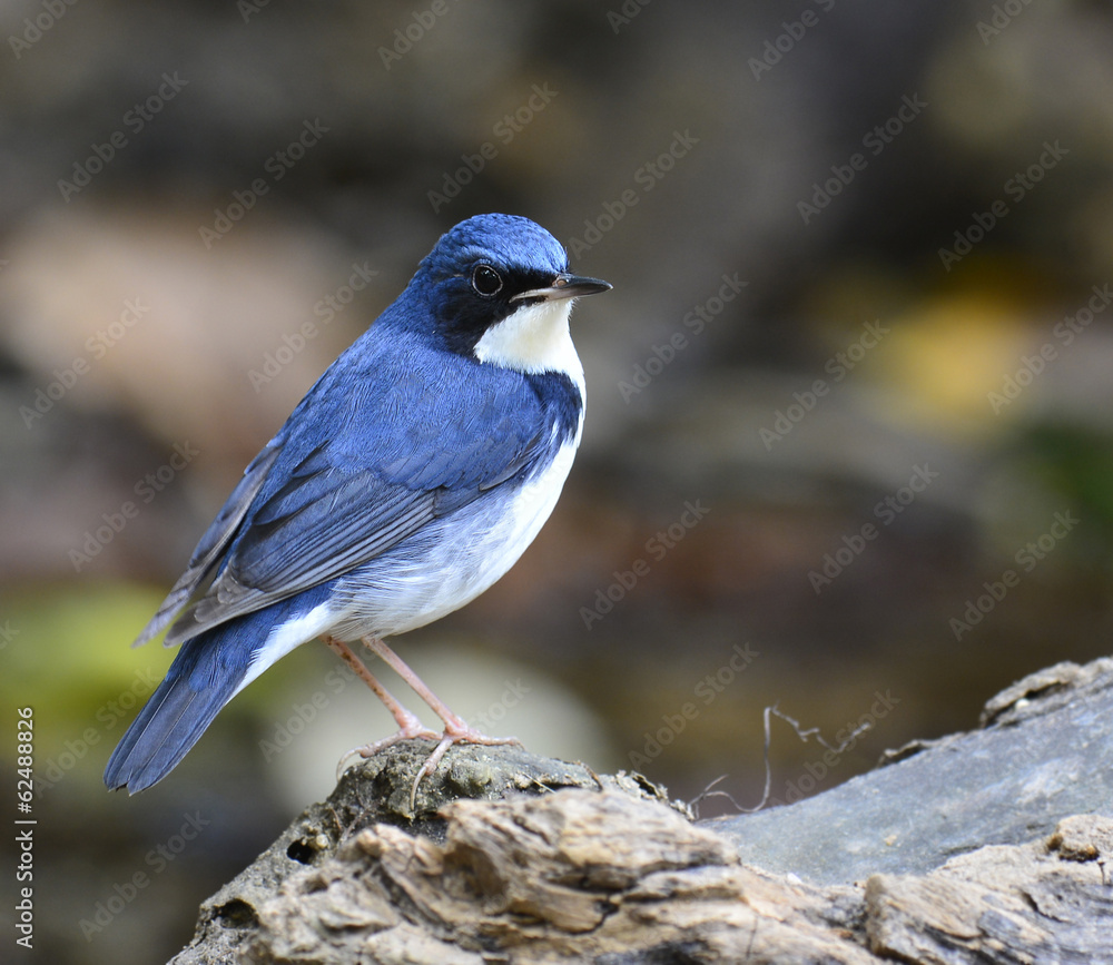 Beutiful blue and white bird standing on the log, siberian blue