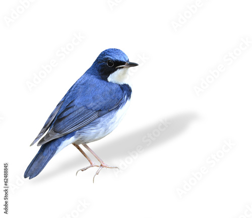 Beutiful standing blue bird, Siberian Blue Robin isolated on whi