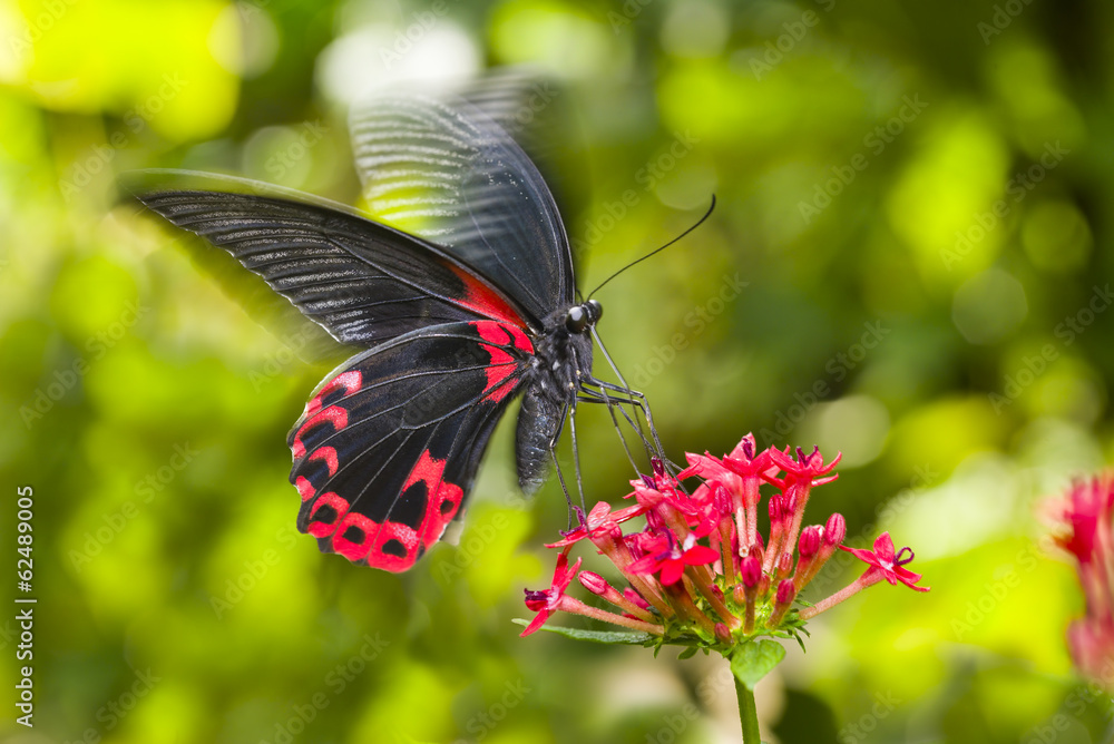 Fototapeta premium Scarlet Mormon Butterfly