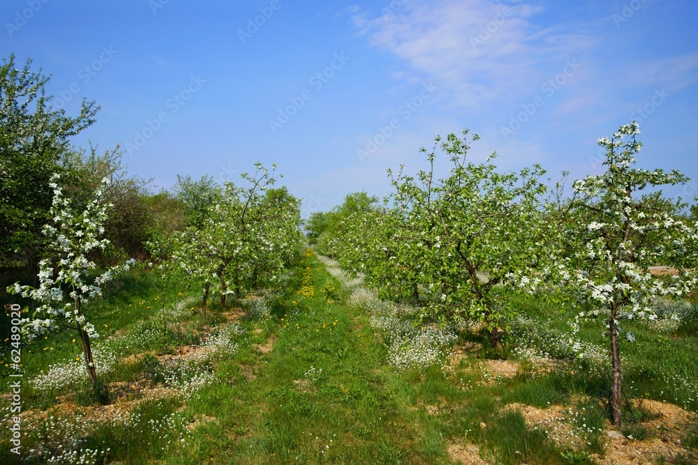 Orchard, blooming apple trees, spring