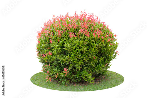 Colorful shrub of short Pigeon Berry tree isolated over white ba