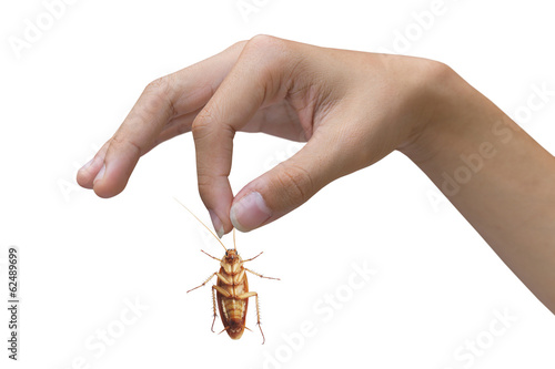 Hand holding brown cockroach over white background