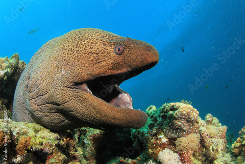 фотографія Giant Moray Eel