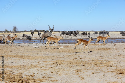 Implalas, Kudu's and blue wildebeest at the waterhole