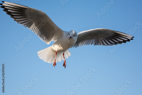 Fly sea gull