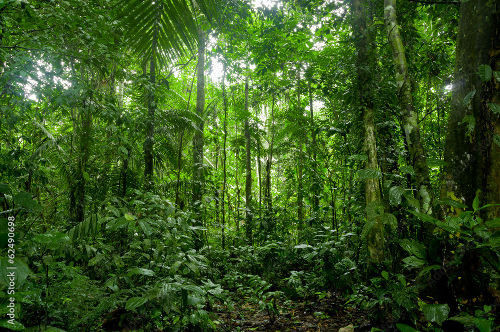 Fotografie, Obraz Tropical Rainforest Landscape, Amazon | Posters.cz