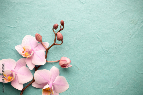 Fototapeta Naklejka Na Ścianę i Meble -  Orchid.