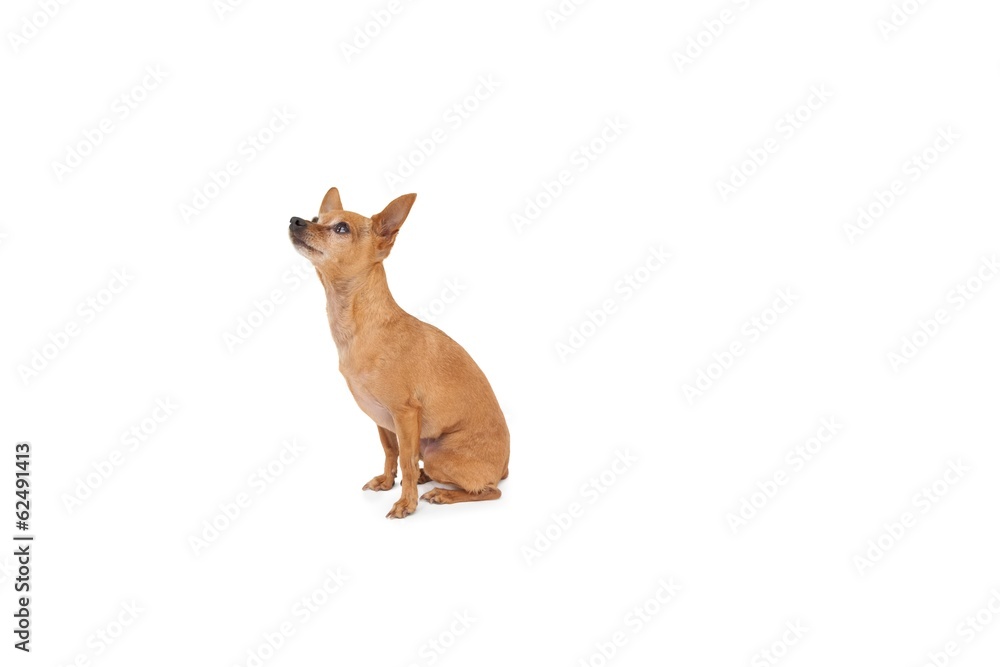 Full length side view of a dog looking up