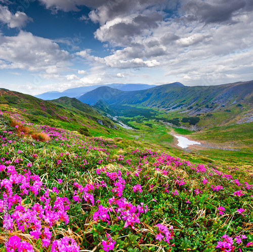 Fototapeta Naklejka Na Ścianę i Meble -  Magic pink rhododendron flowers on summer mountain
