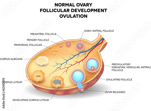 Normal ovary, follicular development and ovulation photo