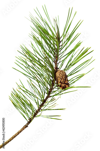 pine  branch