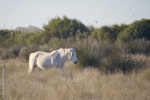 Fototapeta Naklejka Na Ścianę i Meble -  Camargue horse